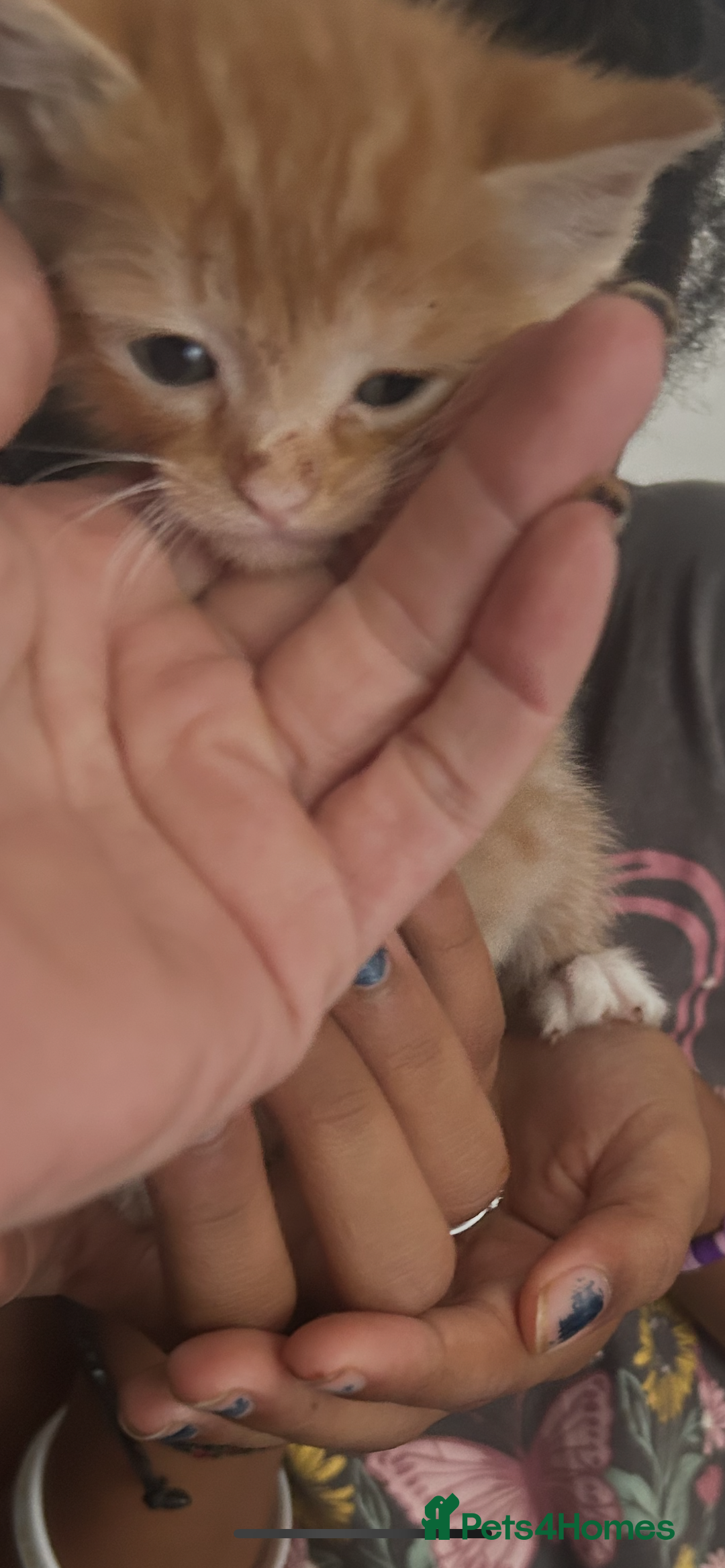 Mixed Breed cats for sale: Beautiful Kittens  - Image 12