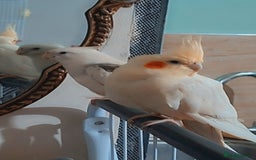 Cockatiels birds for sale: No adoption fees ... - Advert 4