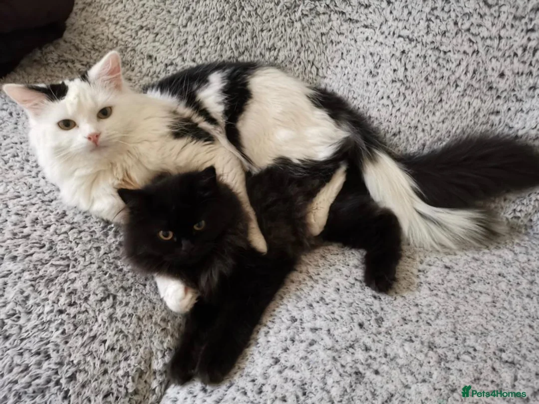 Mixed Breed cats for sale: Lovely Persian mix kittens for sale. Ready to go - Advert 2