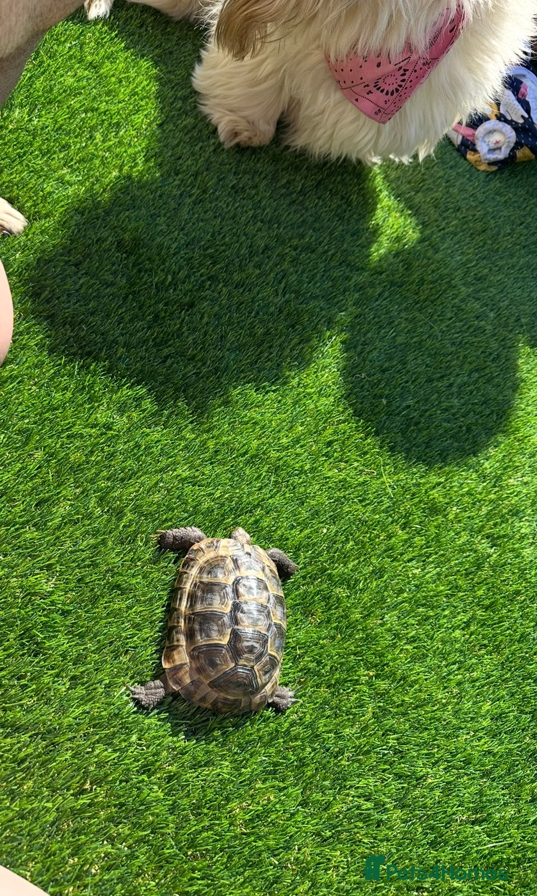 Tortoise reptiles for sale: Spur-thighed tortoise looking for loving home - Advert 3