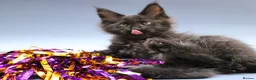 Maine Coon cats for sale: 🐾 WildPawzuk TICA Registered Maine Coon Kittens🐾 - Advert 13