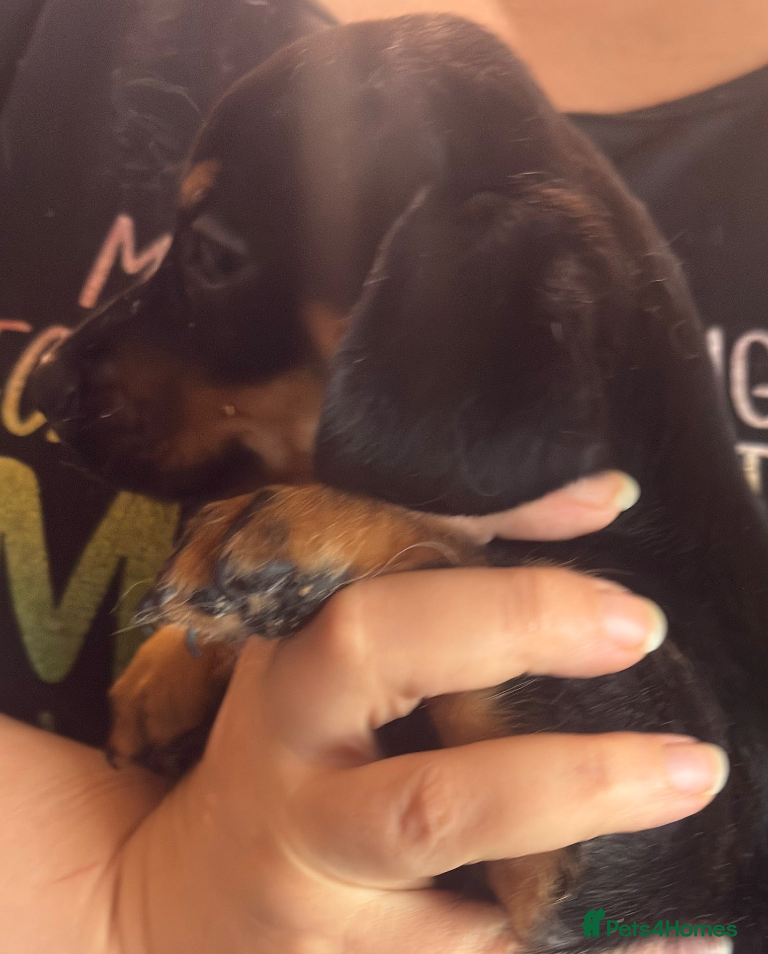 Mixed Breed dogs 5 boys 1 girl ready to leave now - Advert 2