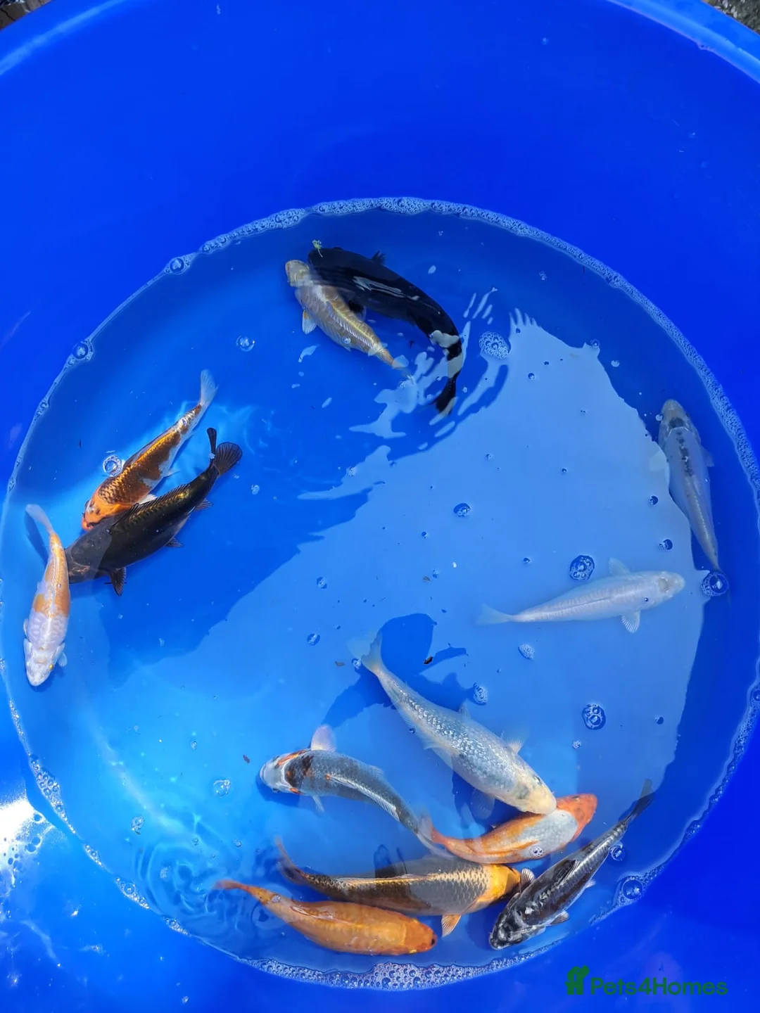 Koi Carp fish for sale: Koi for sale - Advert 2