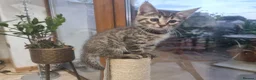 Maine Coon cats for sale: Maine Coon kittens ready to go  - Advert 3