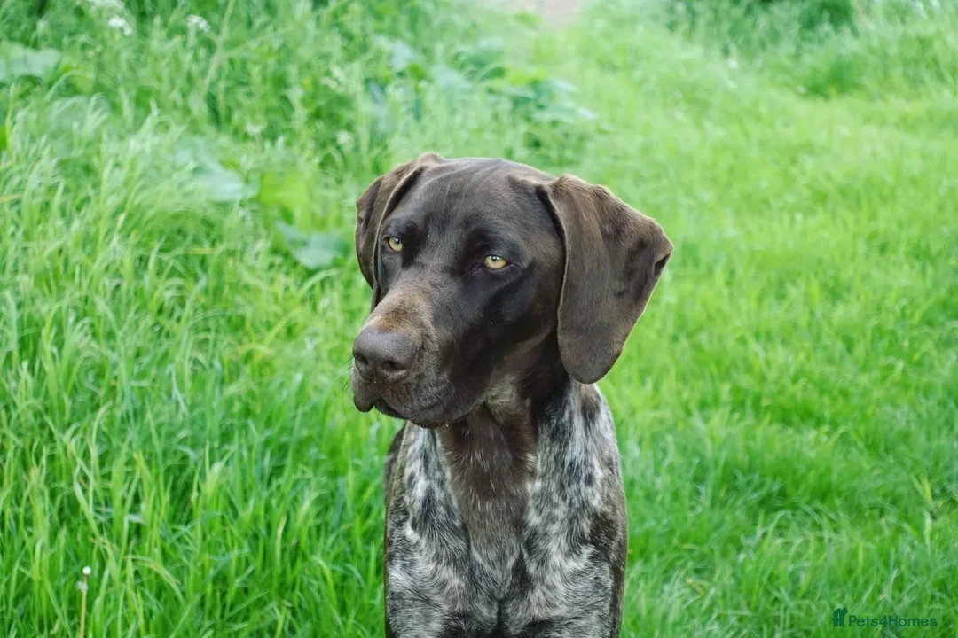 German Shorthaired Pointer dogs for stud: Proven KC registered & health tested GSP stud - Advert 2
