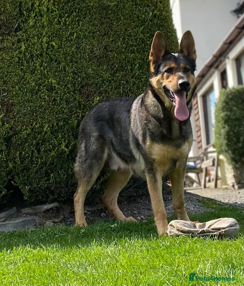 German Shepherd dogs German shepherd for sale - Advert 1