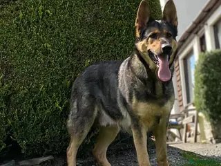 German Shepherd dogs German shepherd for sale - Advert 4