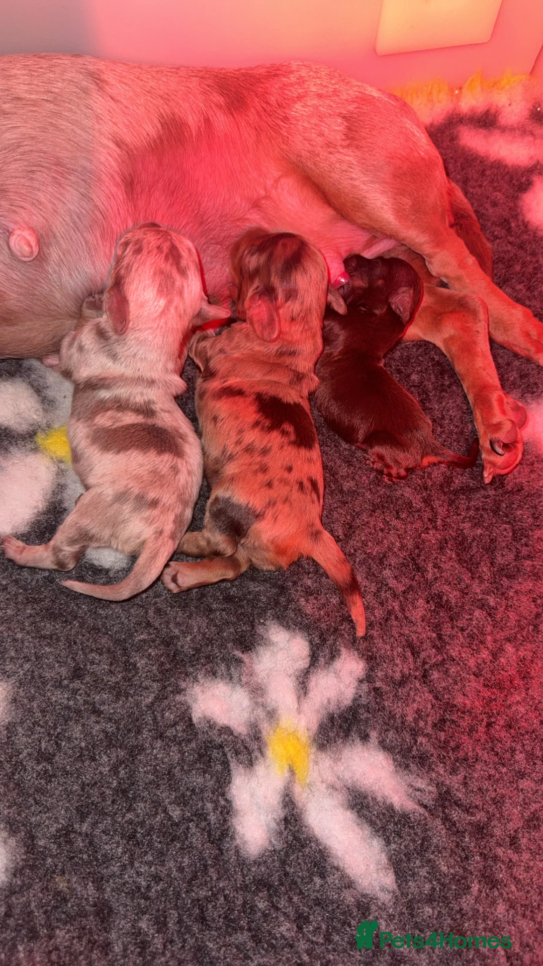 Miniature Dachshund dogs for sale: Longhair miniature dachshund  - Advert 2