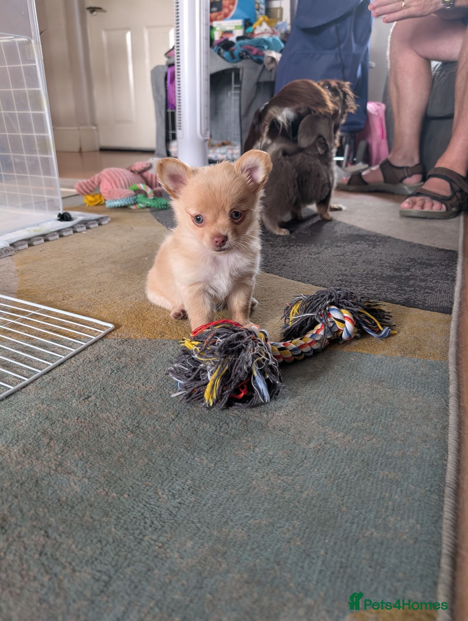 Mixed Breed dogs Gorgeous Chipin x Pomeranian female - Advert 19