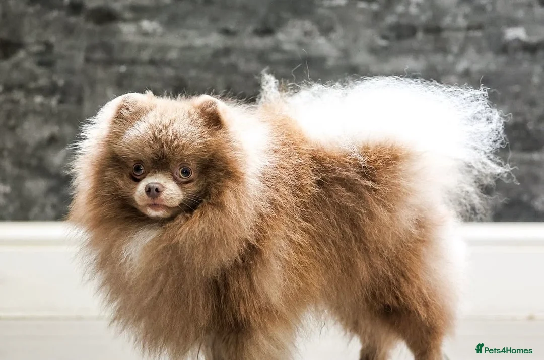 Pomeranian dogs for sale: Remi  - Advert 2