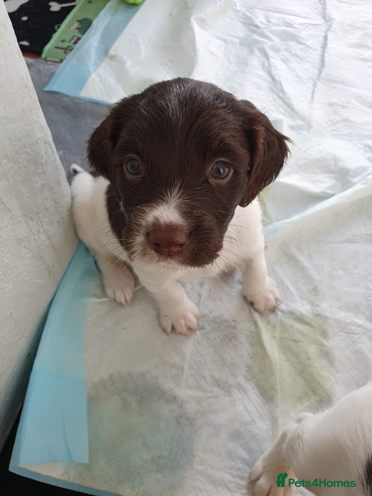 English Springer Spaniel dogs Springer spaniel pup - Advert 1