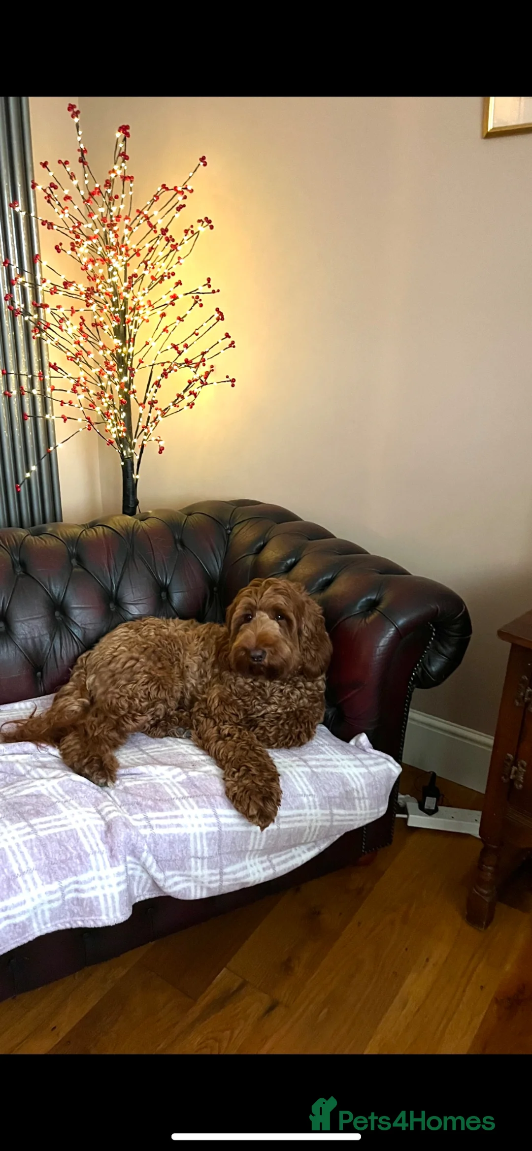 Australian Labradoodle dogs for sale: Australian Labradoodle in Beccles - Advert 2