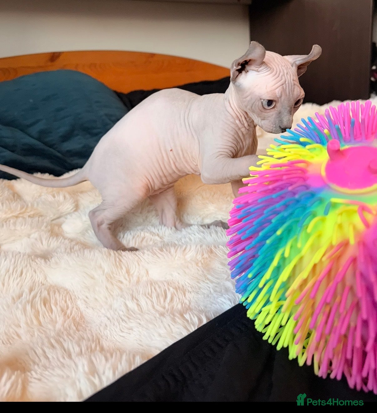 Sphynx cats Six gorgeous sphinx for sale  - Advert 2
