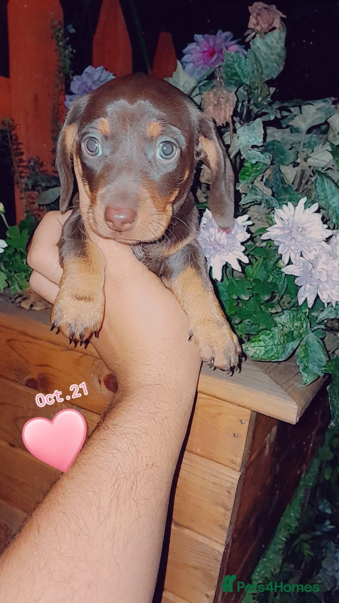 Dachshund dogs for sale: Beutyful dashound babys  - Advert 25