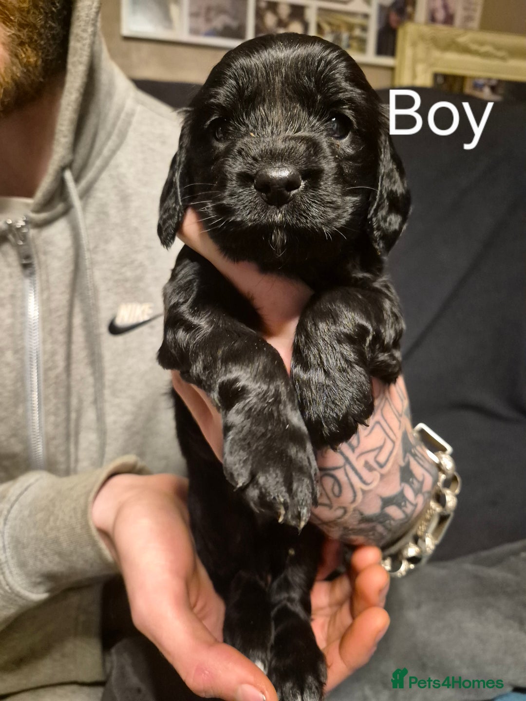 Mixed Breed dogs for sale: Sproker spaniel cross Cavalier King Charles  - Advert 7