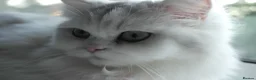 Persian cats for sale: Persian chinchilla silver back in Walsall - Advert 26
