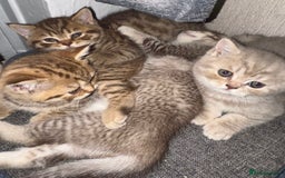British Shorthair cats for sale: Amazing BSH kittens. READY TO GO!!! - Image 28