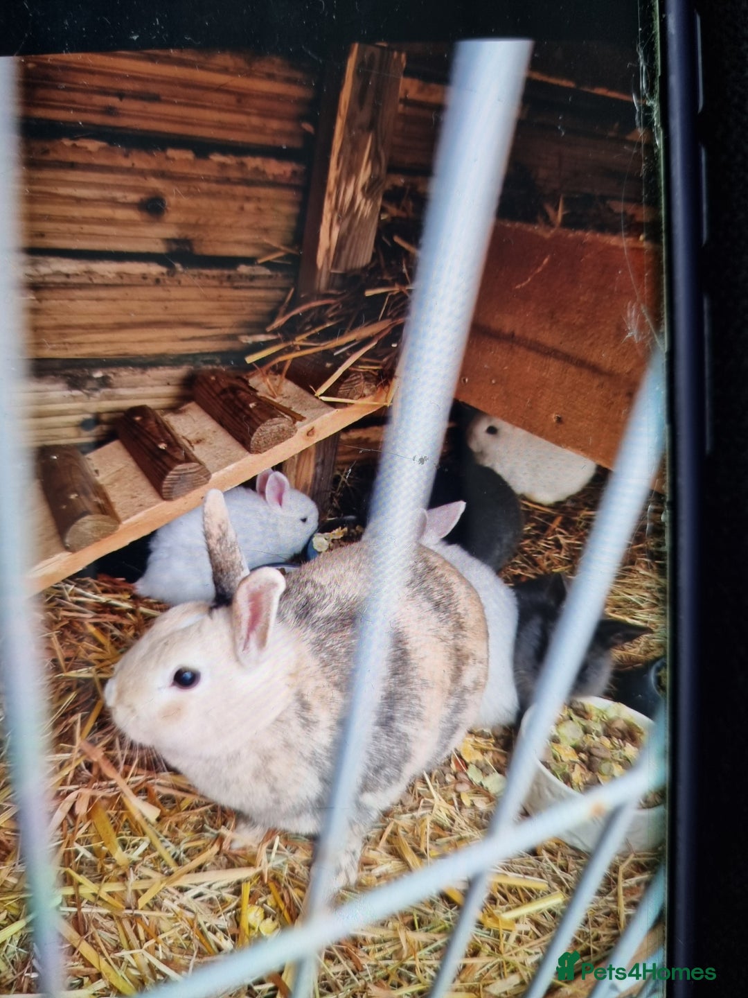 Mixed Breed rabbits for sale: Baby rabbits - Advert 7