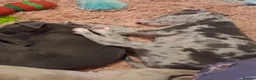 Italian Greyhound dogs for sale: Italian greyhound / whippet  - Advert 8