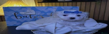 Maltese 3