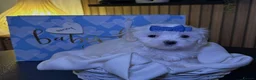 Maltese dogs for sale: Three Little Treasures in White Maltese Puppies - Advert 4