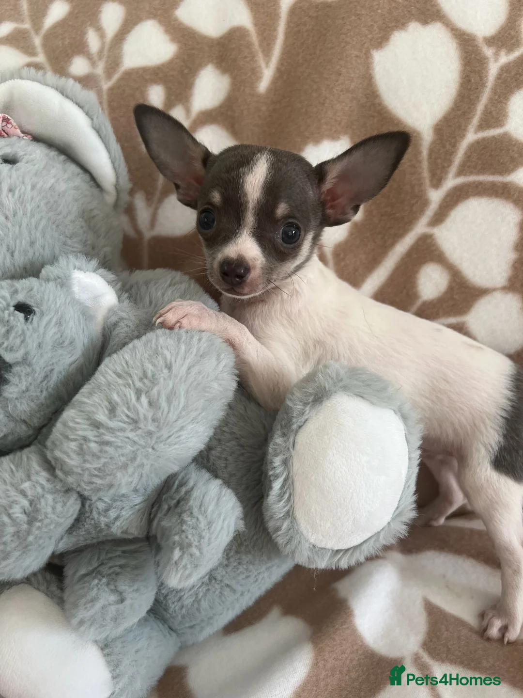 Chihuahua dogs for sale: Chihuahua puppies - Advert 2