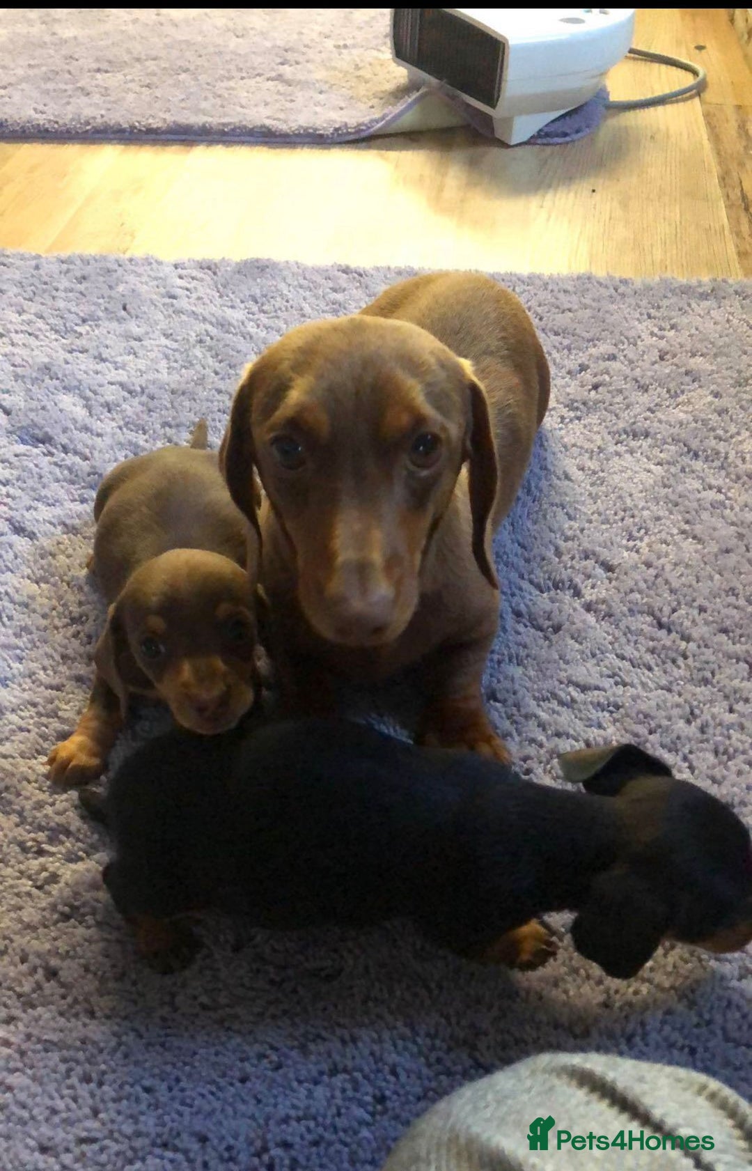 Miniature Dachshund dogs for sale: Miniature daschund puppies  - Advert 3