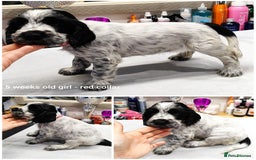 Cocker Spaniel dogs for sale: KC English Show Type Cocker Spaniel Puppies  - Image 19