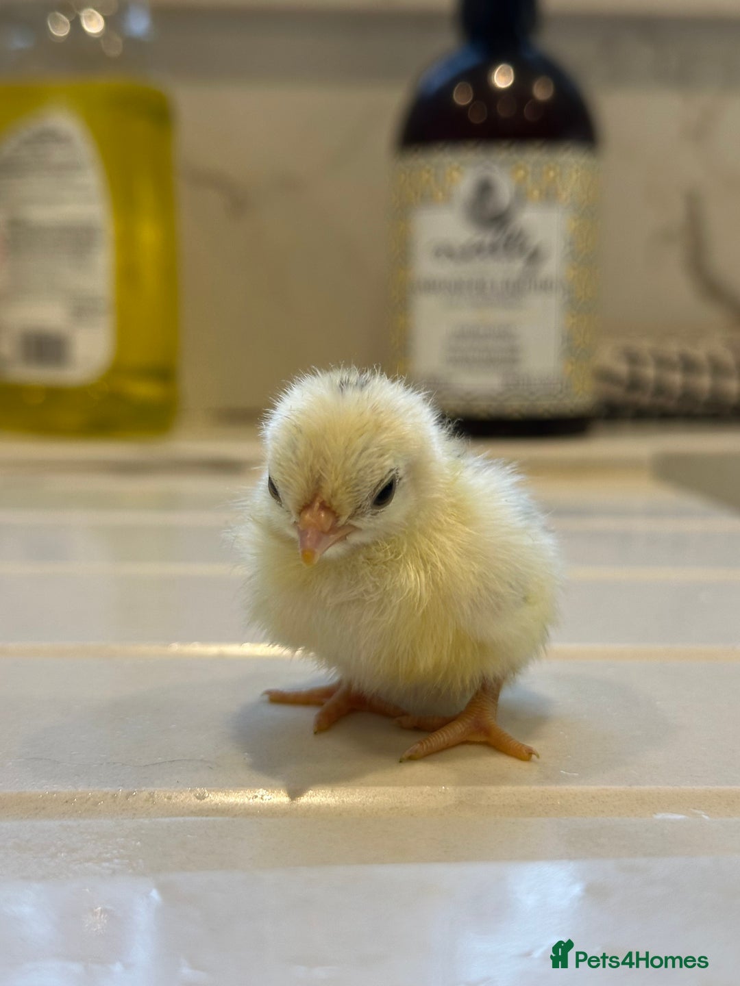 Chickens poultry for sale: Serama x silkie chicks ultra soft, fluffy and tiny - Image 2