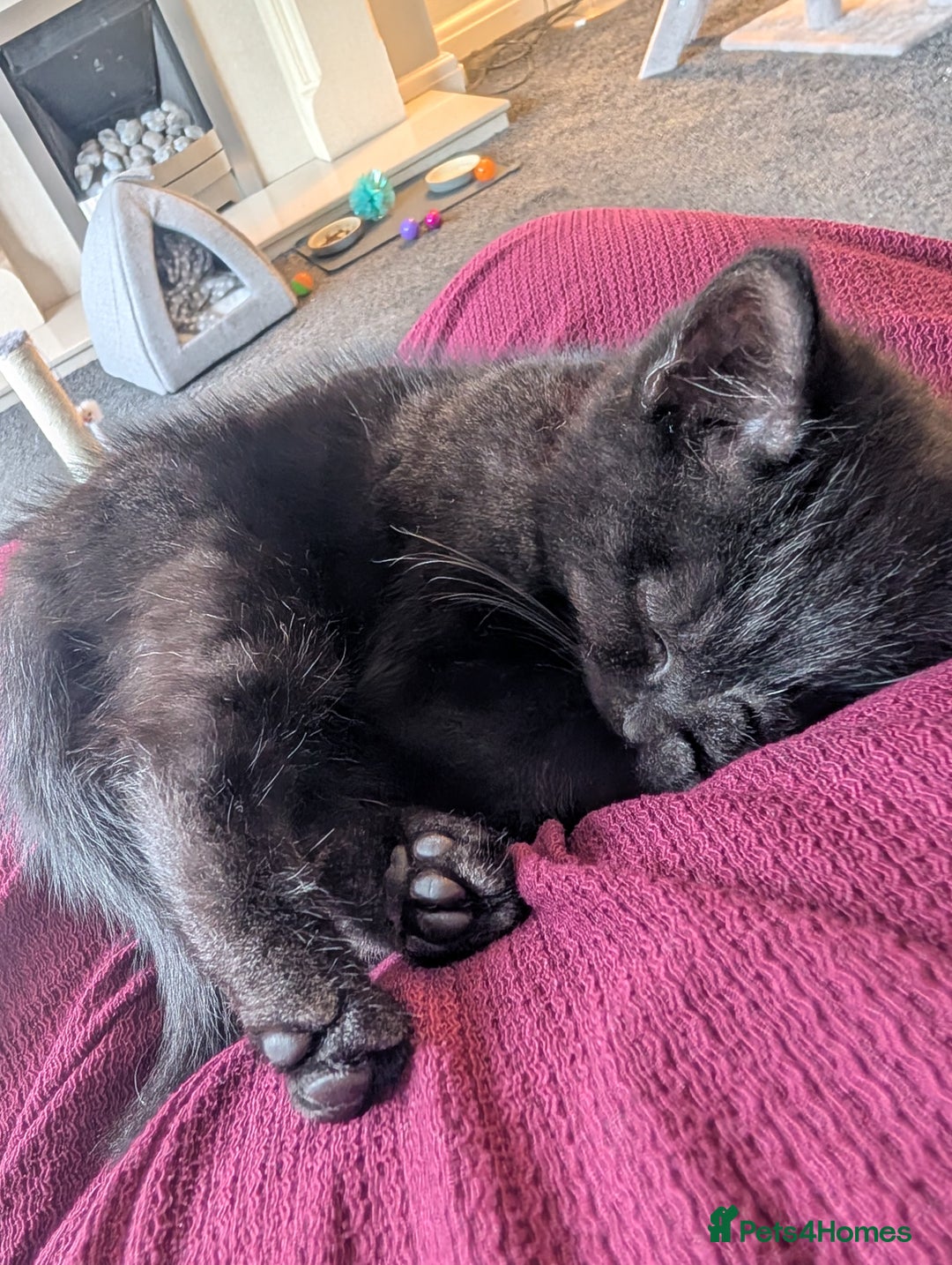 Mixed Breed cats for sale: Beautiful 10 Week Old Kitten. - Image 3