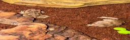 Toad reptiles for sale: 2 Baby Cane Toads - Advert 2