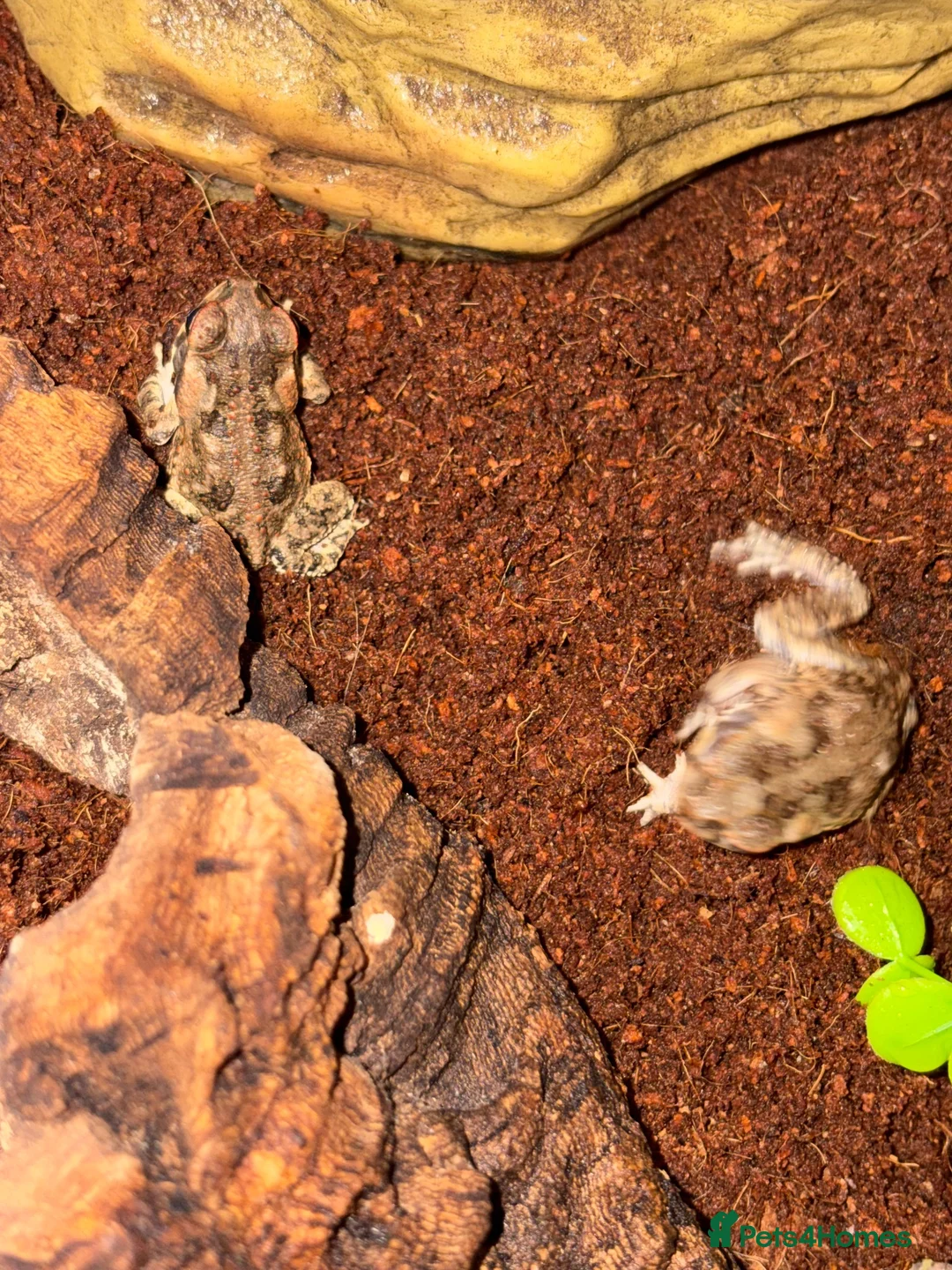 Toad reptiles for sale: 2 Baby Cane Toads - Advert 2