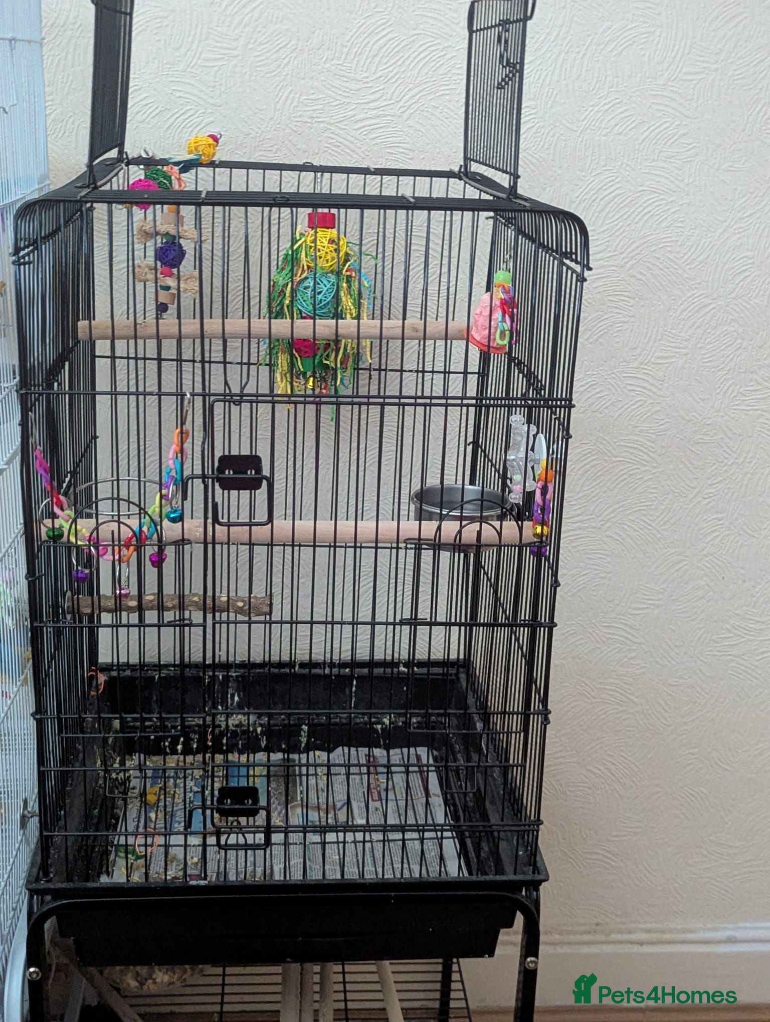 Budgerigars birds Bonded pair of budgies - Advert 2