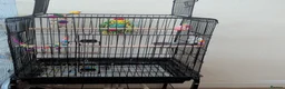 Budgerigars birds for sale: Bonded pair of budgies - Advert 2