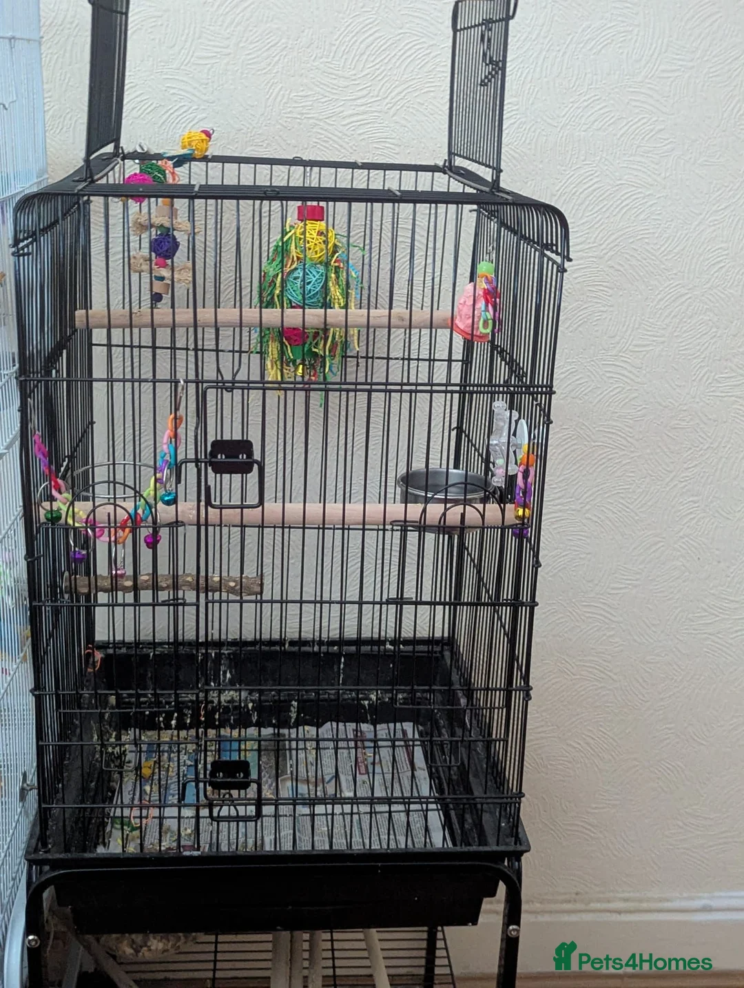 Budgerigars birds for sale: Bonded pair of budgies - Advert 2