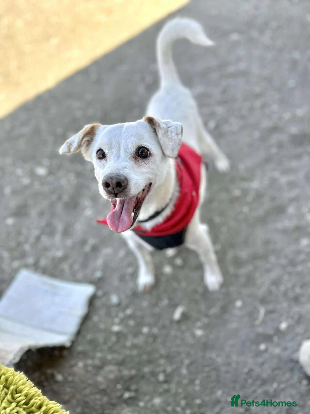 Mixed Breed dogs for adoption: Sweet senior Bobby looking for his golden basket - Advert 4