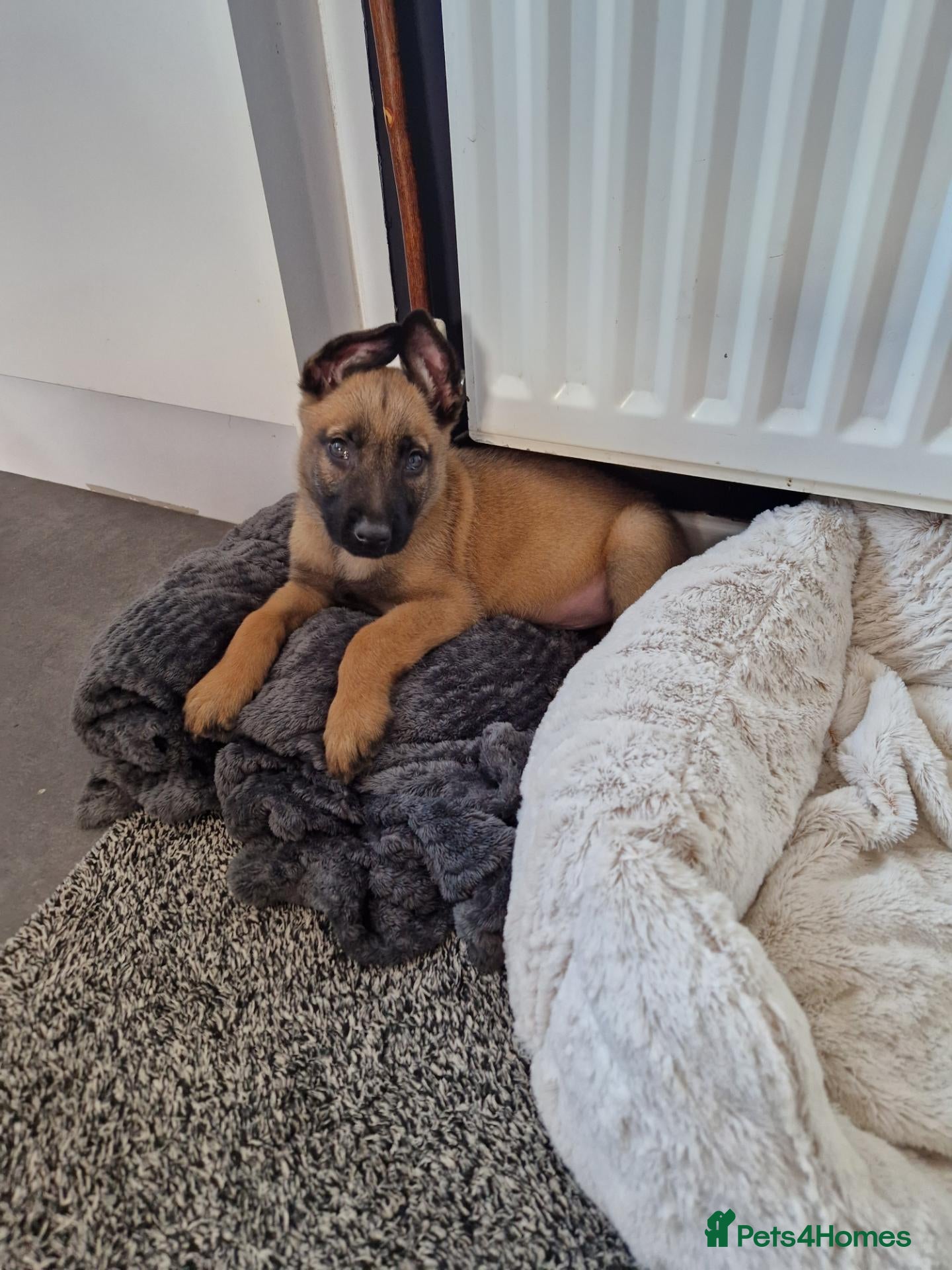 Belgian Shepherd Dog dogs Mali pups - Advert 7
