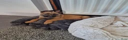 Belgian Shepherd Dog dogs for sale: Mali pups in Durham - Advert 1