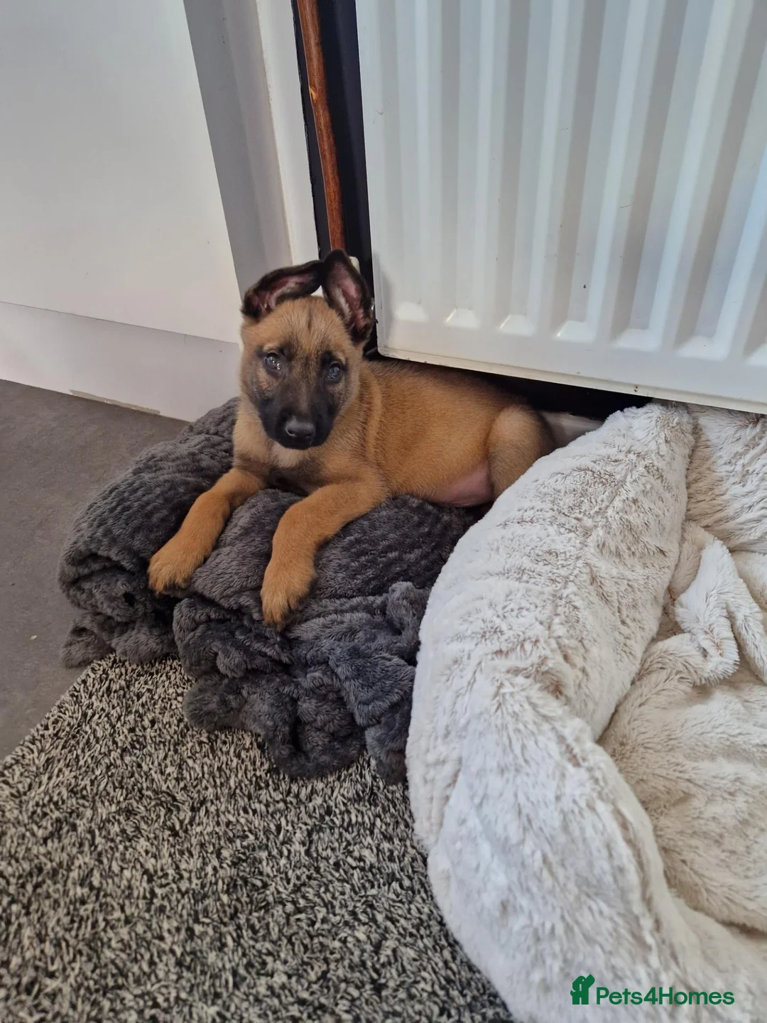 Belgian Shepherd Dog dogs for sale: Mali pups in Durham - Advert 1
