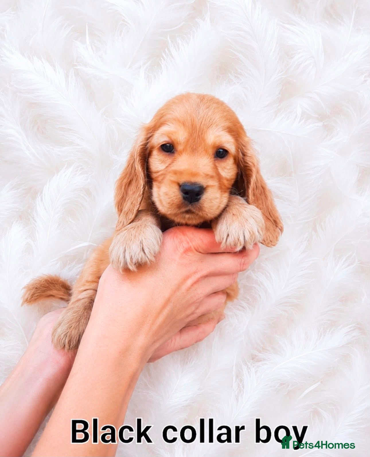 Cocker Spaniel dogs SUPERB SHOW TYPE COCKER SPANIEL PUPPIES  - Advert 2