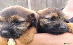Border Terrier dogs for sale: BOY/DOG Grizzle & Tan Border terrier puppies.  - Image 5