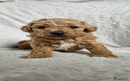 Mini Goldendoodle dogs for sale: Toy Golden Doodles ~ Mini, Loving & Hypoallergenic - Image 16