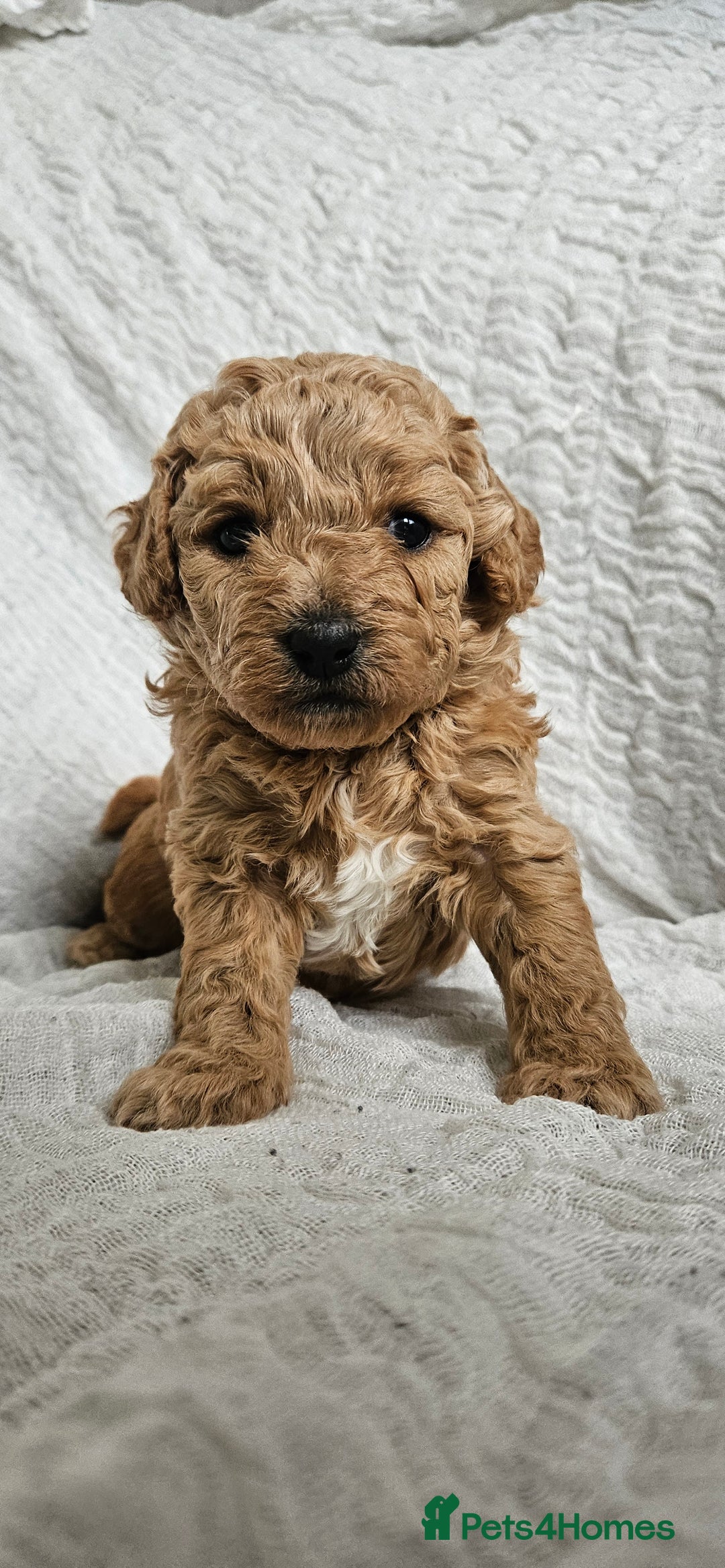 Mini Goldendoodle dogs for sale: Toy Golden Doodles ~ Mini, Loving & Hypoallergenic - Image 16