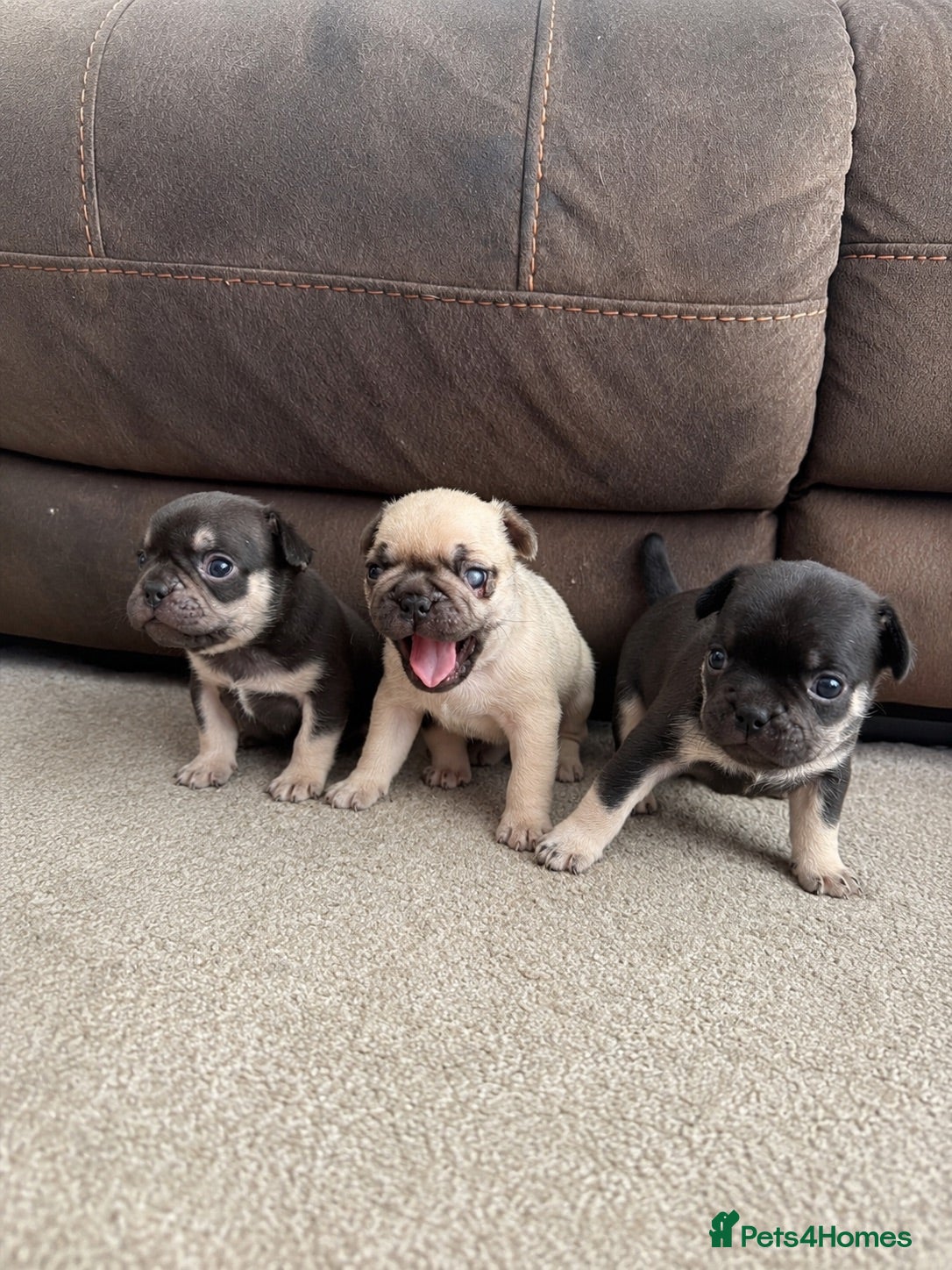 French Bulldog dogs French bull dog puppies  - Advert 1