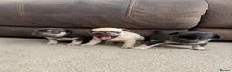 French Bulldog dogs for sale: French bull dog puppies  - Advert 1