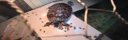 Turtle reptiles for sale: Aquatic turtles for sale. in London - Advert 5