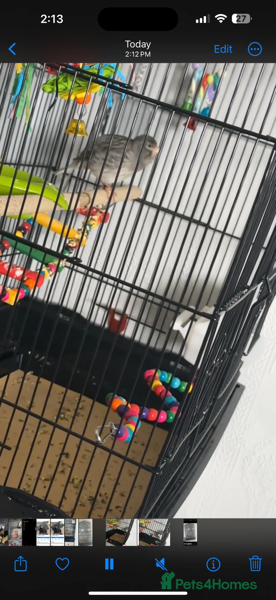 Canaries birds for sale: Male canary for sale  - Advert 1