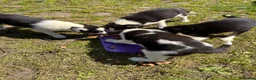 Border Collie dogs for sale: Border collie pups  in Haltwhistle - Advert 3