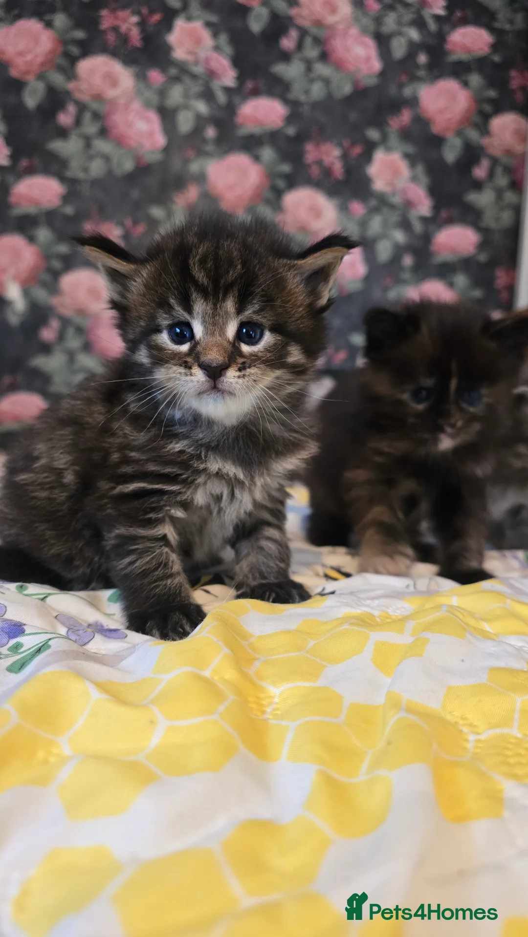 Maine Coon cats for sale: TICA REG MAINECOONS  - Advert 19