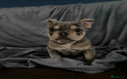 Mixed Breed dogs for sale: Beautiful spotty babies - Image 14